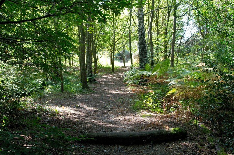 Rowhill Nature Reserve woodland path