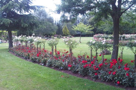 Ground level red rose shrubs with taller white rose bushes in the grounds of the crematorium
