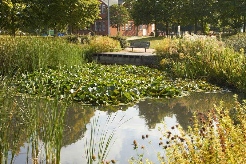 Napier Gardens wildlife pond