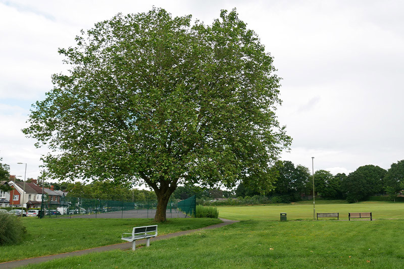 Cove Green Grounds