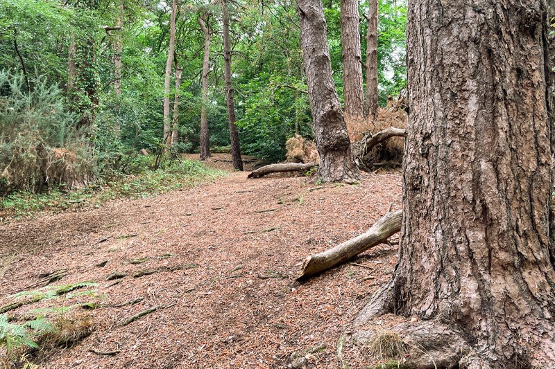 Woods At Rowhill