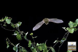 Bat flying at night