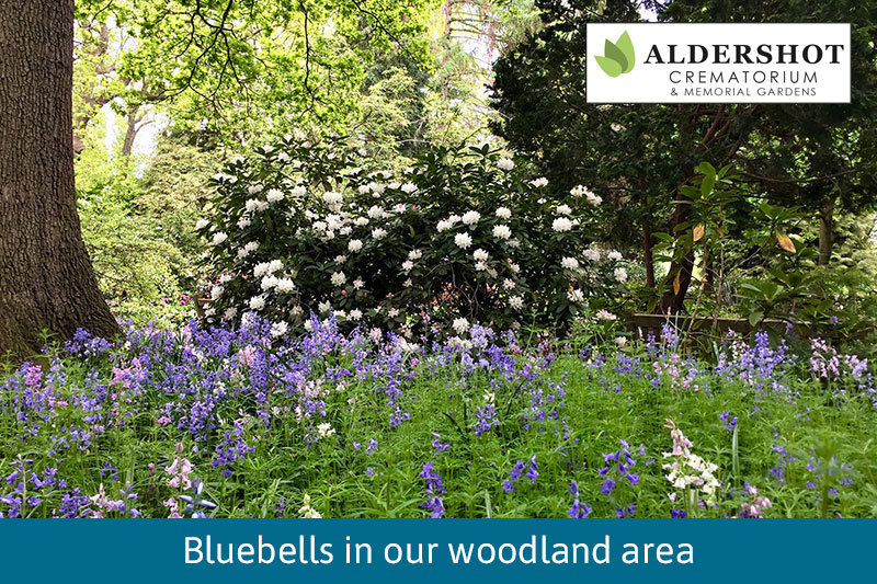 Bluebells In The Wooden Area