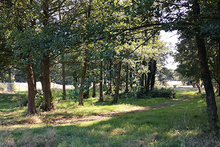 Southwood Country Park path through the trees