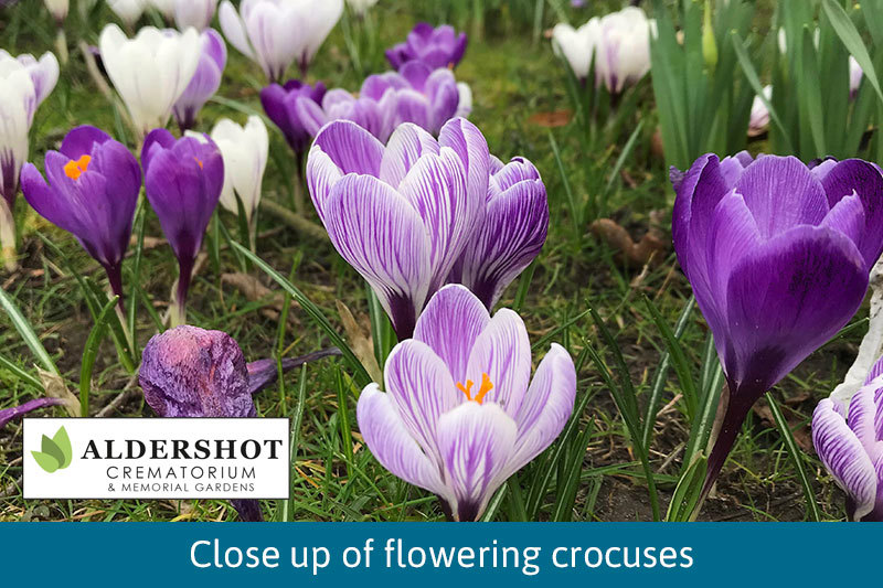 Close Up Of Crocuses In The Gardens