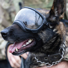 Military dog wearing protective goggles