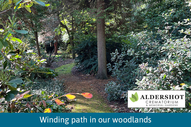 Winding Path In Woodland