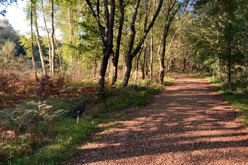 Paths Through Southwood Woodland