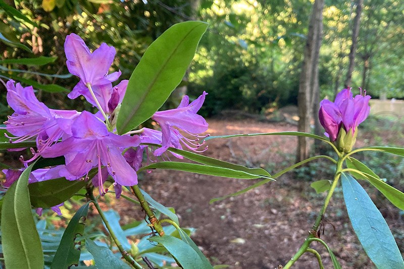 Rhododendron Flowers In Queen Elizabeth Park