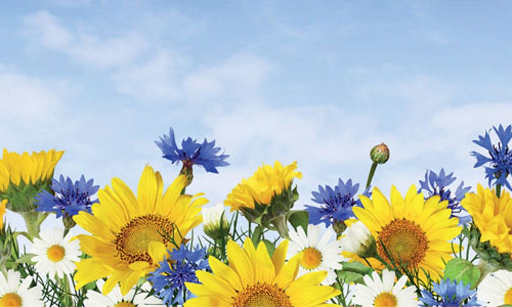 Ukraine Independence Day