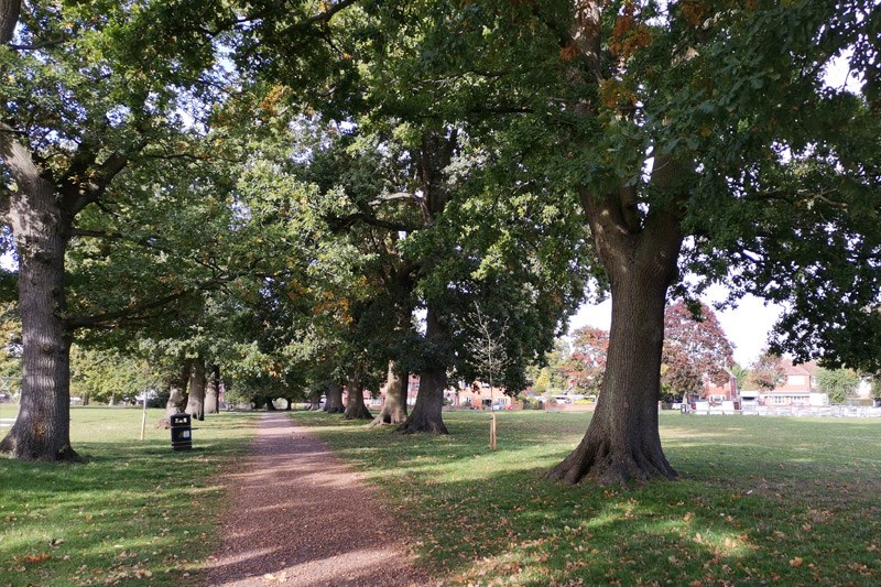 King George V Oak Trees