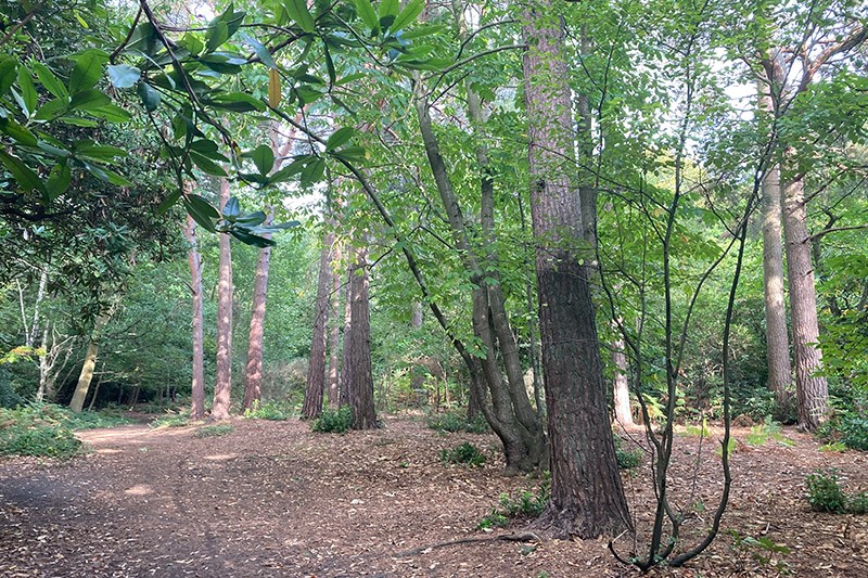 Woods In Queen Elizabeth Park