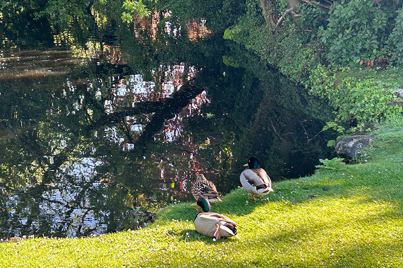 Manor Park Pond