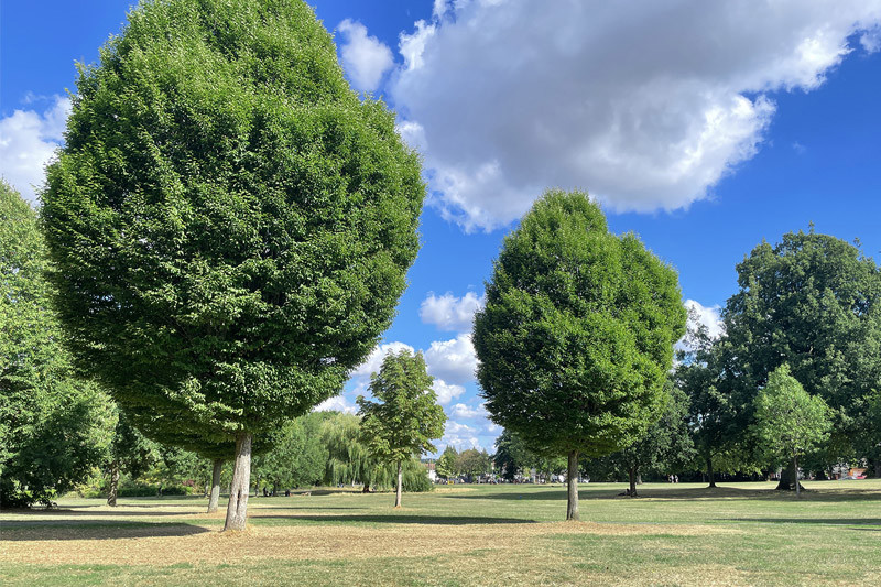 Manor Park Trees