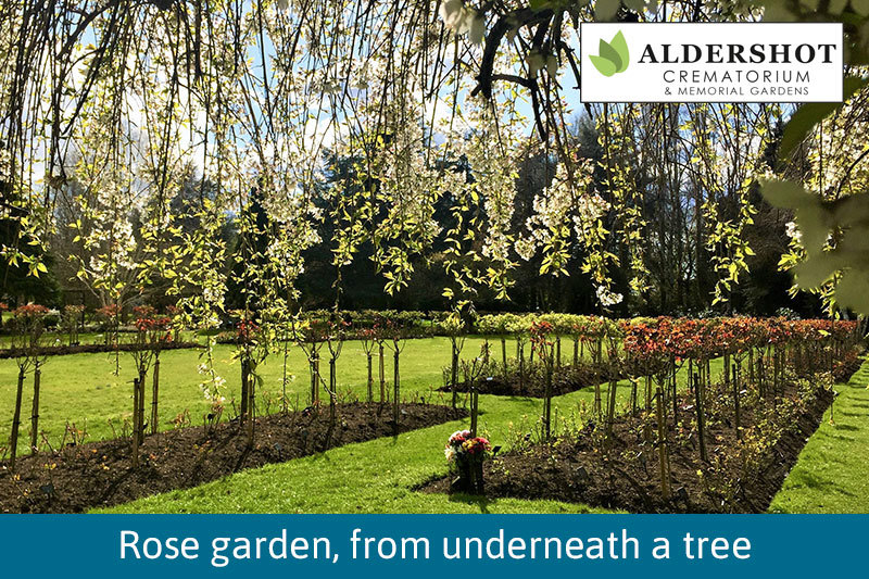 Rose Garden From Underneath A Tree