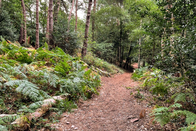 Pathway Through Rowhill