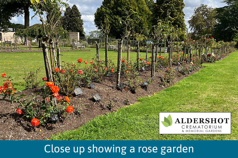 Close Up Of The Rose Garden
