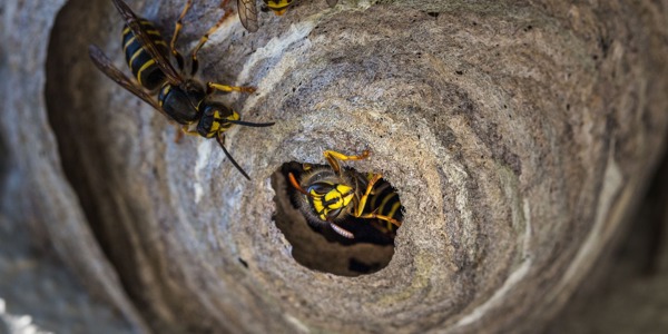 Problems With Pests And Animals