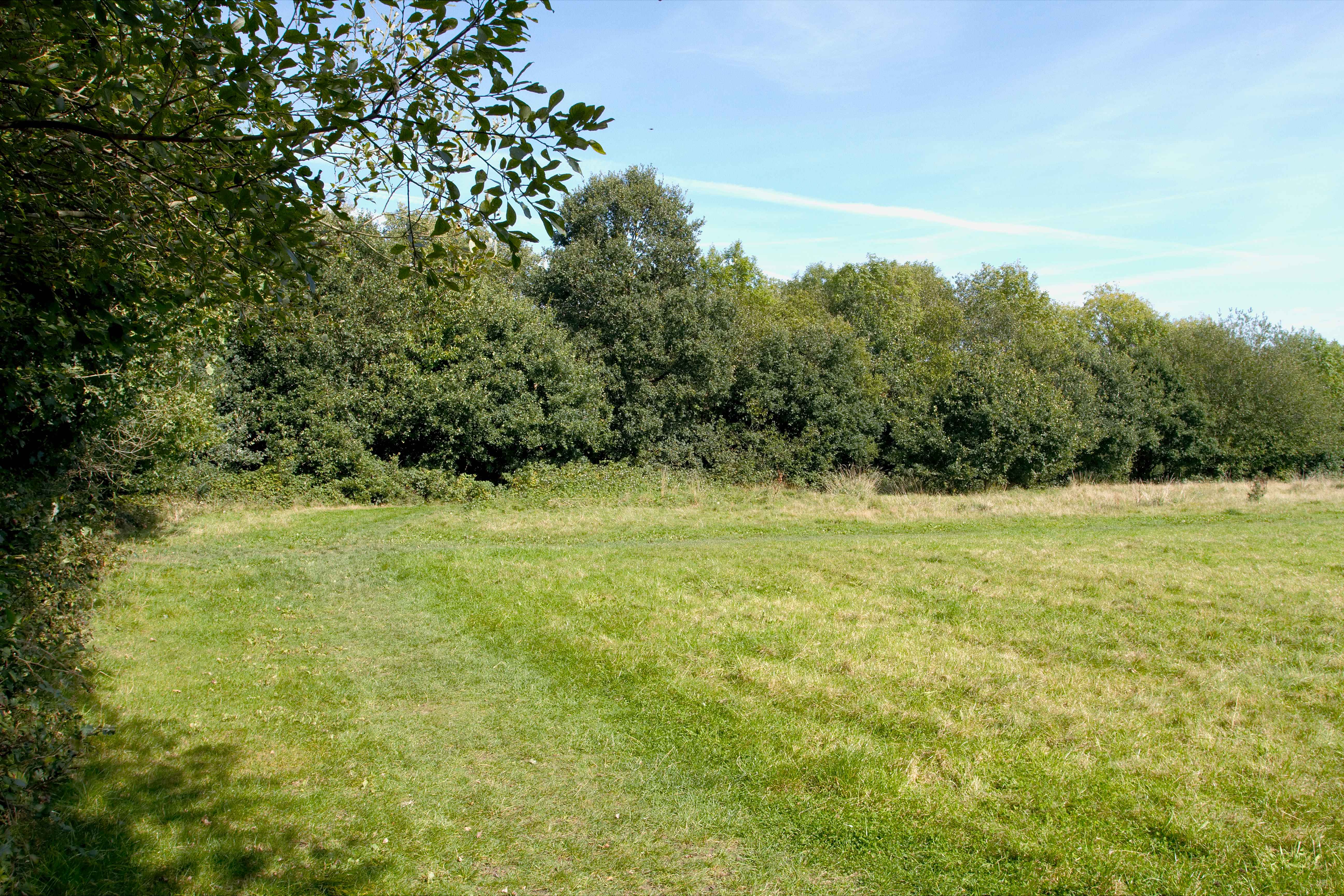 Rowhill Nature Reserve meadow