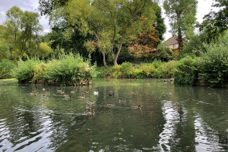 Pond At Brickfields