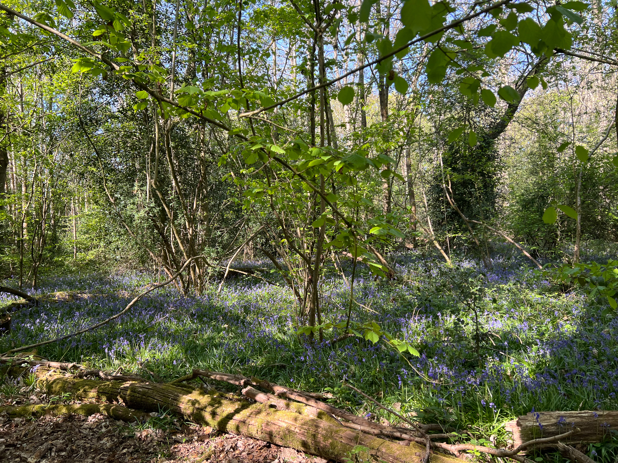 Rowhill Nature Reserve bluebells