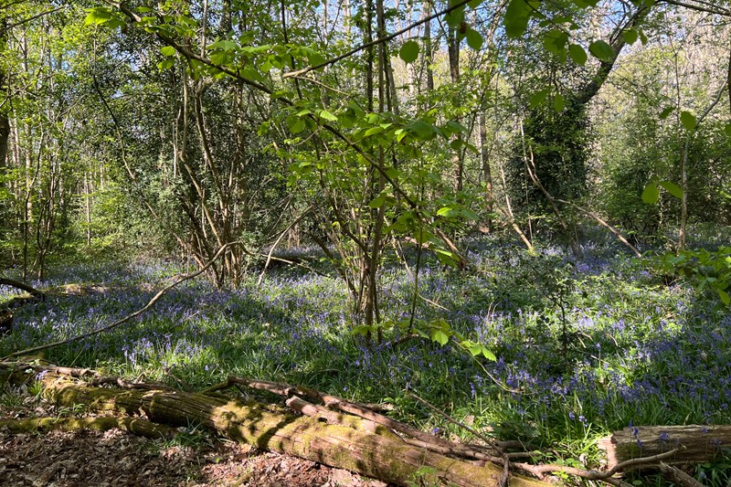 Rowhill Nature Reserve bluebells