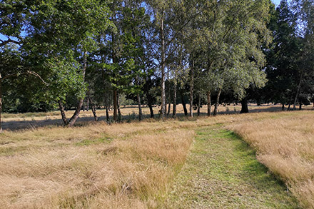 Southwood Country Park paths through the grass