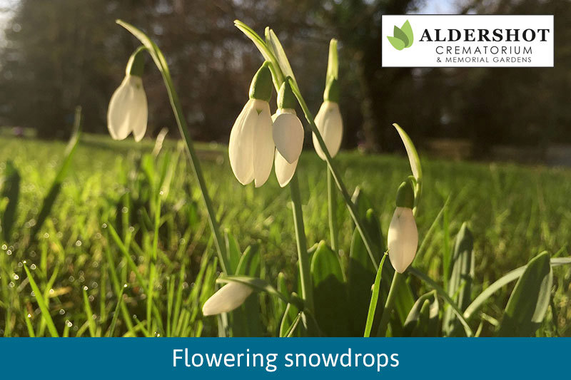 Snowdrops In The Sun