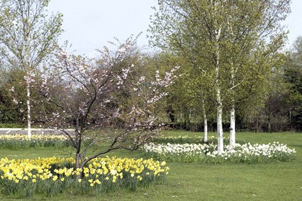 White and yellow daffodils placed around trees in the crematorium grounds