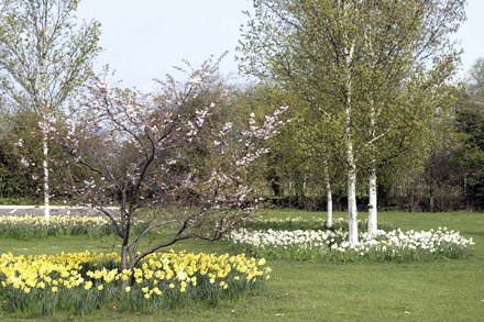 White and yellow daffodils placed around trees in the crematorium grounds