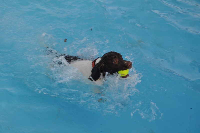 Dog with ball in the Aldershot Lido